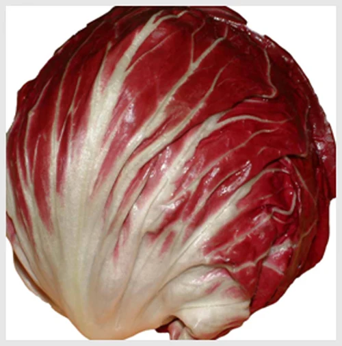 Fresh radicchio lettuce 200 gram up exported Russia HK Japan Korea Malaysia