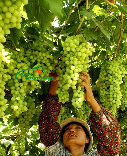 Wholesale Green Raisins Dried Fruit China Sun-Dried No Additives Green Raisins Price