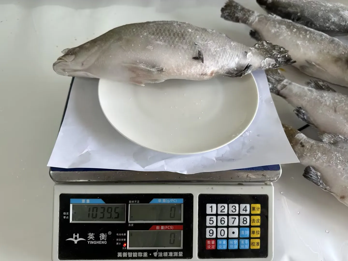 Factory basa fish Glazing 0-30% IQF basa fish Good price