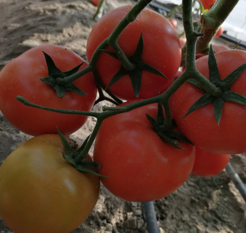 Гибридные семена красных томатов F1