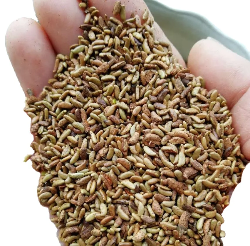 Семена зеленого дерева, аморфные волосяные семена для посадки