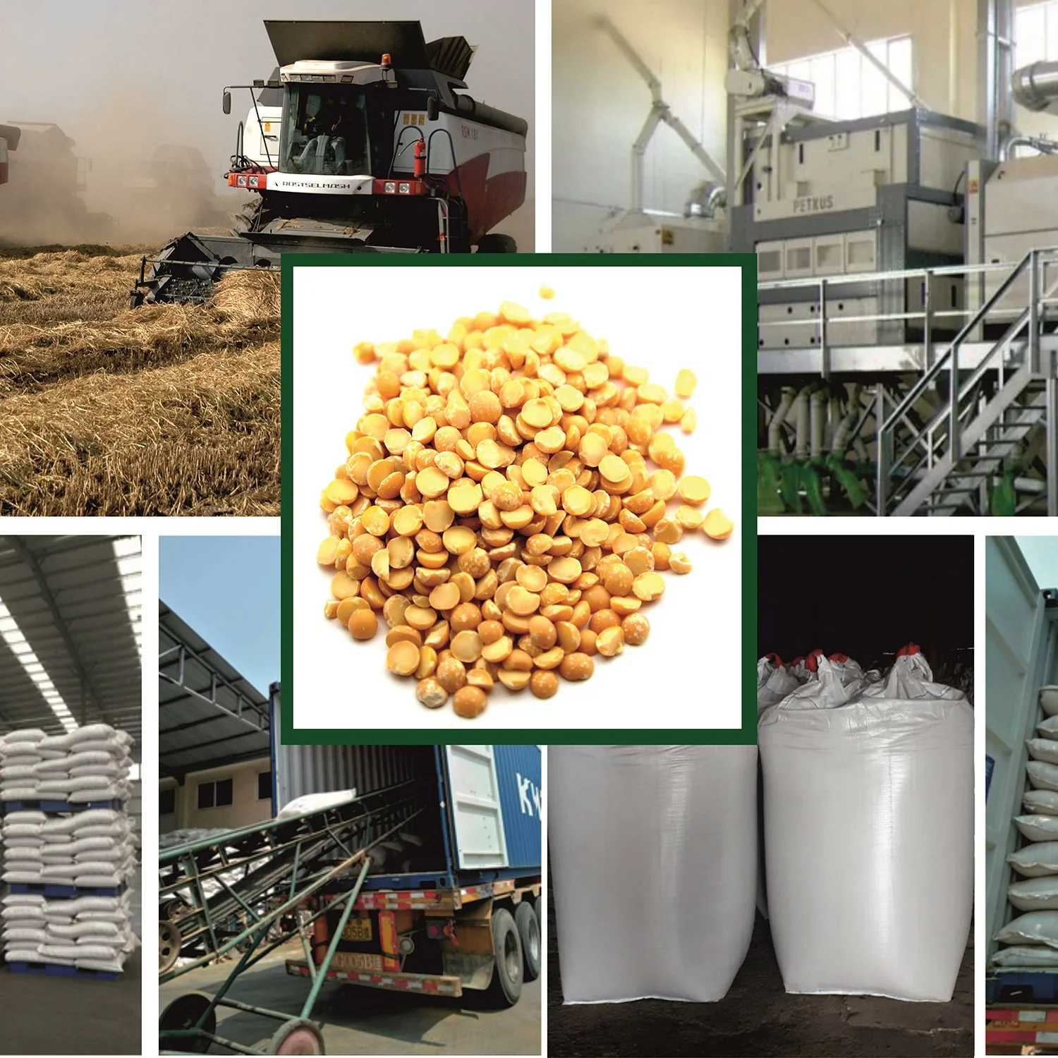 Premium quality split peas custom package design available, wholesale prices