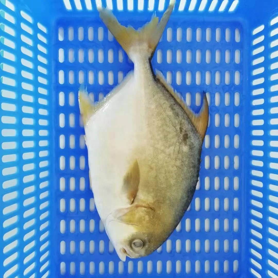 Wholesale Price Frozen Farmed Fish  Golden Pomfret For Market