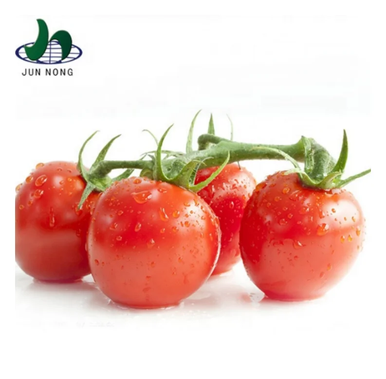 New generation hot sale delicious tin packing canned tomato ketchup brand