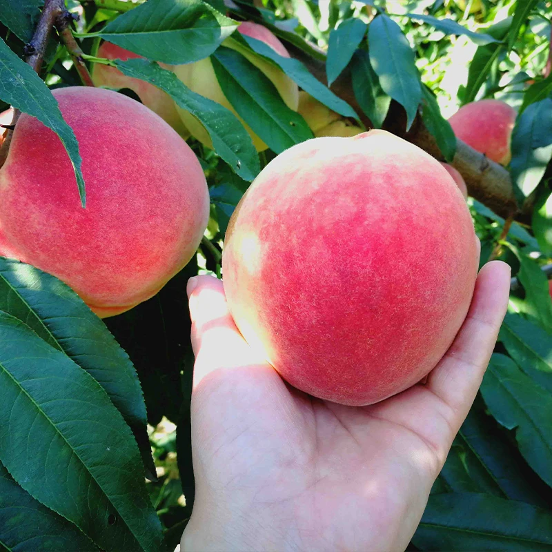 Свежий медовый персик