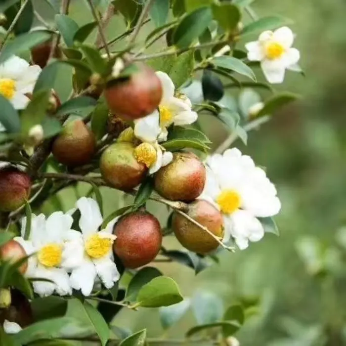 Manufacturer hot sales cold pressed organic pure camellia oil for cooking