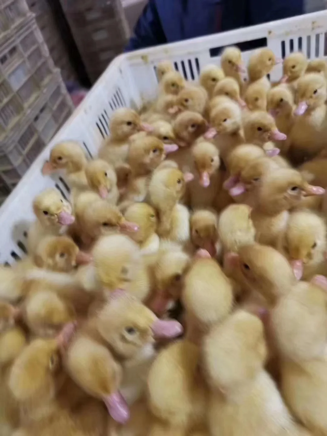 Богат бета глюкан 1 3 6 и MOS (маннан олигосахариды) неактивные дрожжи клеточной