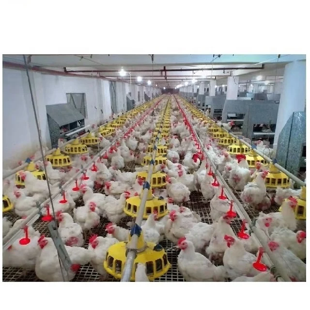 Promotion Price Fully Automatic Chicken Feeders and Drinkers Line System for Poultry Farming Chicken Coop