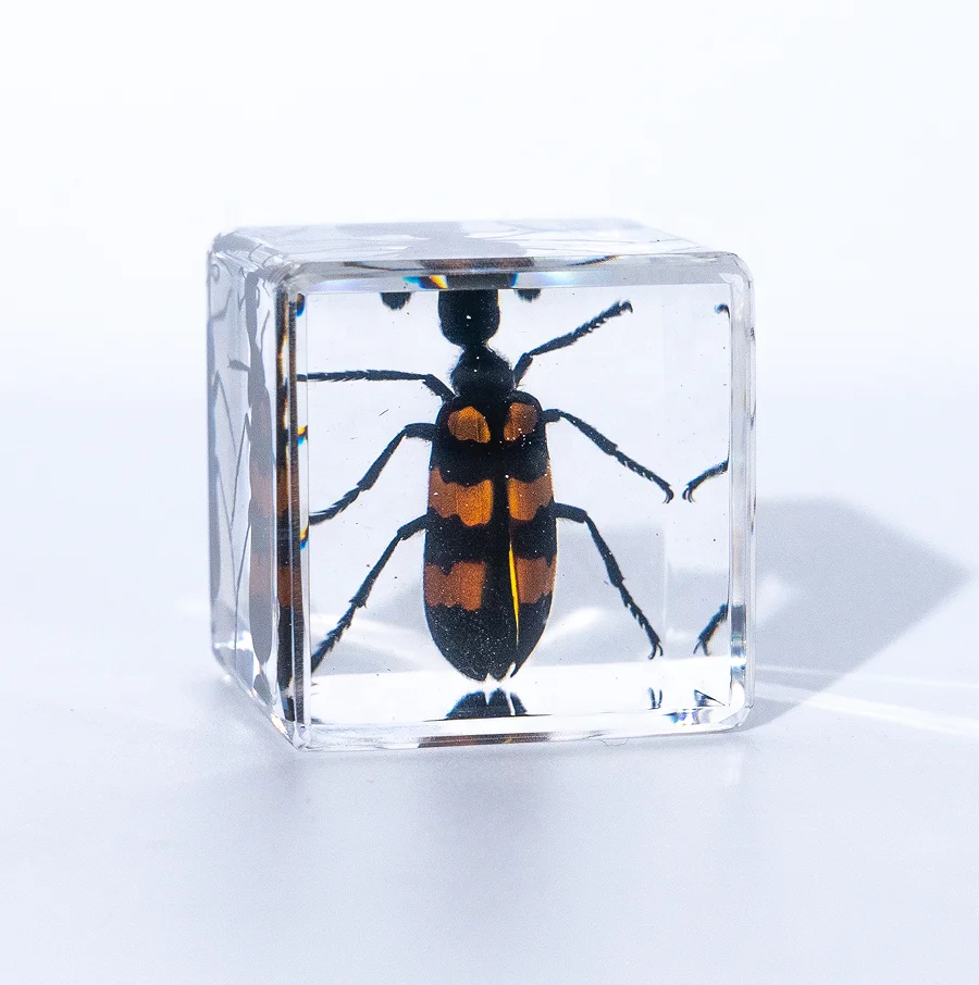 Образец насекомого из смолы коллекционный пресс-папье сохраненный Паукообразный сувенир для детей научное образовательное моделирование