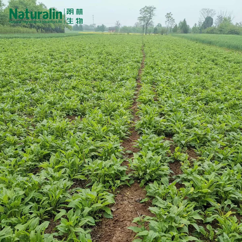 Naturalin Health Supplements  Echinacea purpurea (Linn.) Moench HPLC Detected Echinacea Herb Extract  Chicoric Acid