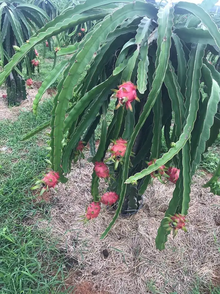 Фрукт красного дракона из Вьетнама-купить напрямую в саду-Лучшая цена на экспорт-готов экспортировать любой рынок
