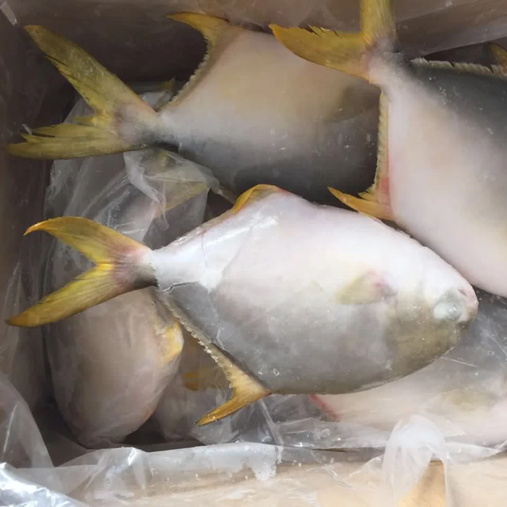 
Good quality frozen seafood frozen golden pomfret whole round frozen golden pompano fish 