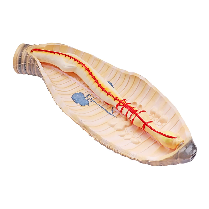 Hot sale cheap biological education equipment for Earthworm model animal Anatomical Model