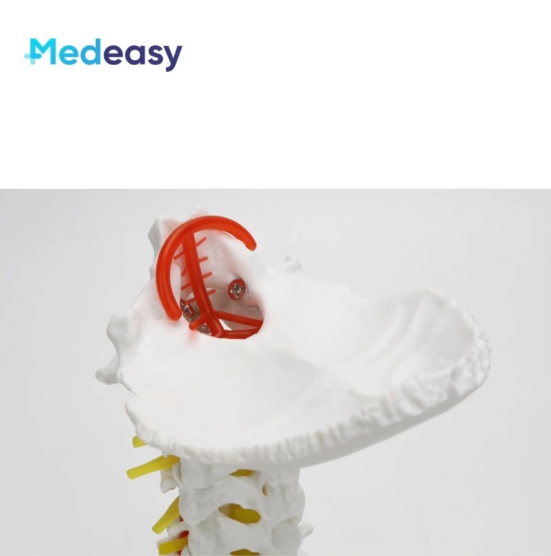 Human Cervical Vertebra Model with Carotid Artery, Cervical Spine Column Model