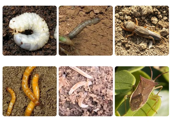 
Vegetable Pesticide Kill Cabbage Caterpillar Soil Insect Grub Alpha-Cypermethrin 50 g/L EC 