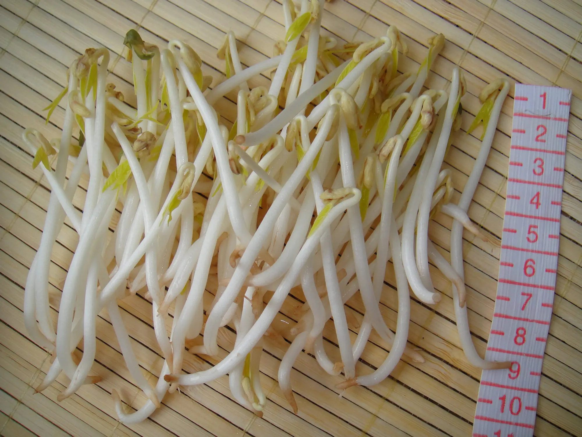 
Best Quality sprouting green mung bean from China mung bean protein 