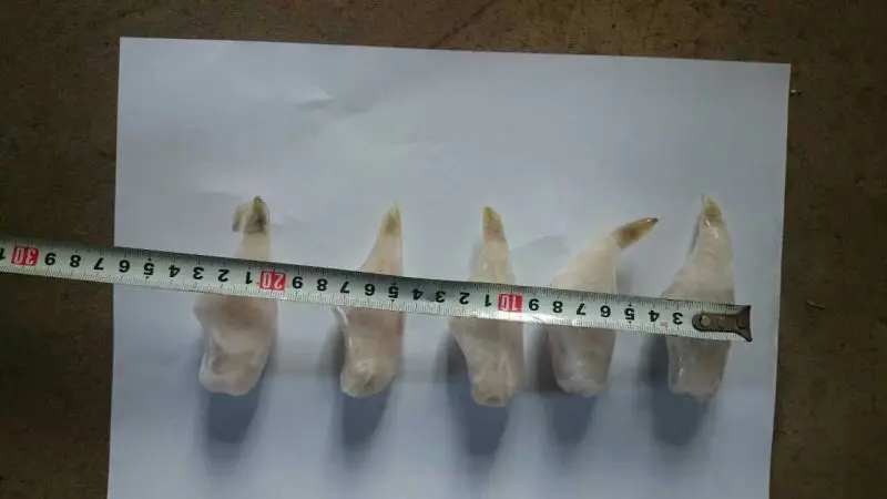 frozen leather jacket fish