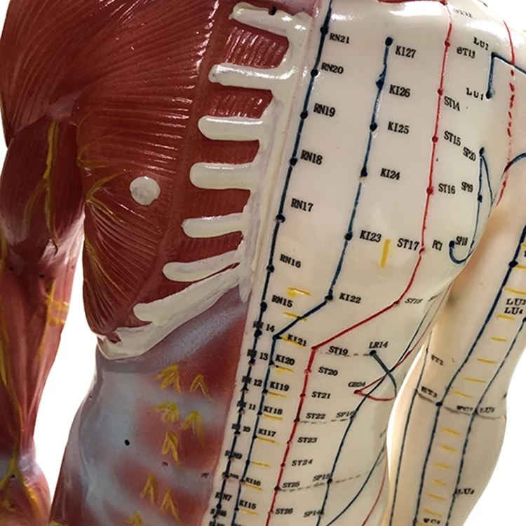 Hot Selling Human Acupuncture Model 60cm Acupuncture And Muscle Model Male Model Containing Acupuncture Pointsfor Practice