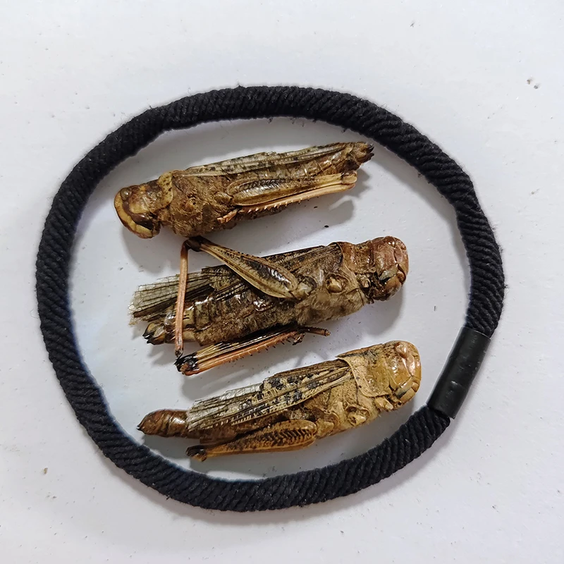Excellent Source of Calcium & Phosphorus. Ideal for Strengthening Bones in Pets & Poultry.Dried Grasshopper