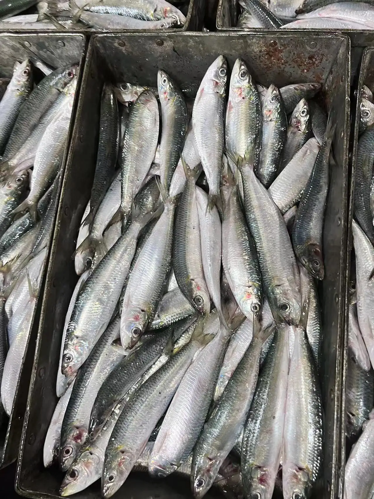 Замороженная рыба морепродукты новая посадка хорошее качество оптовая продажа замороженная Сардина