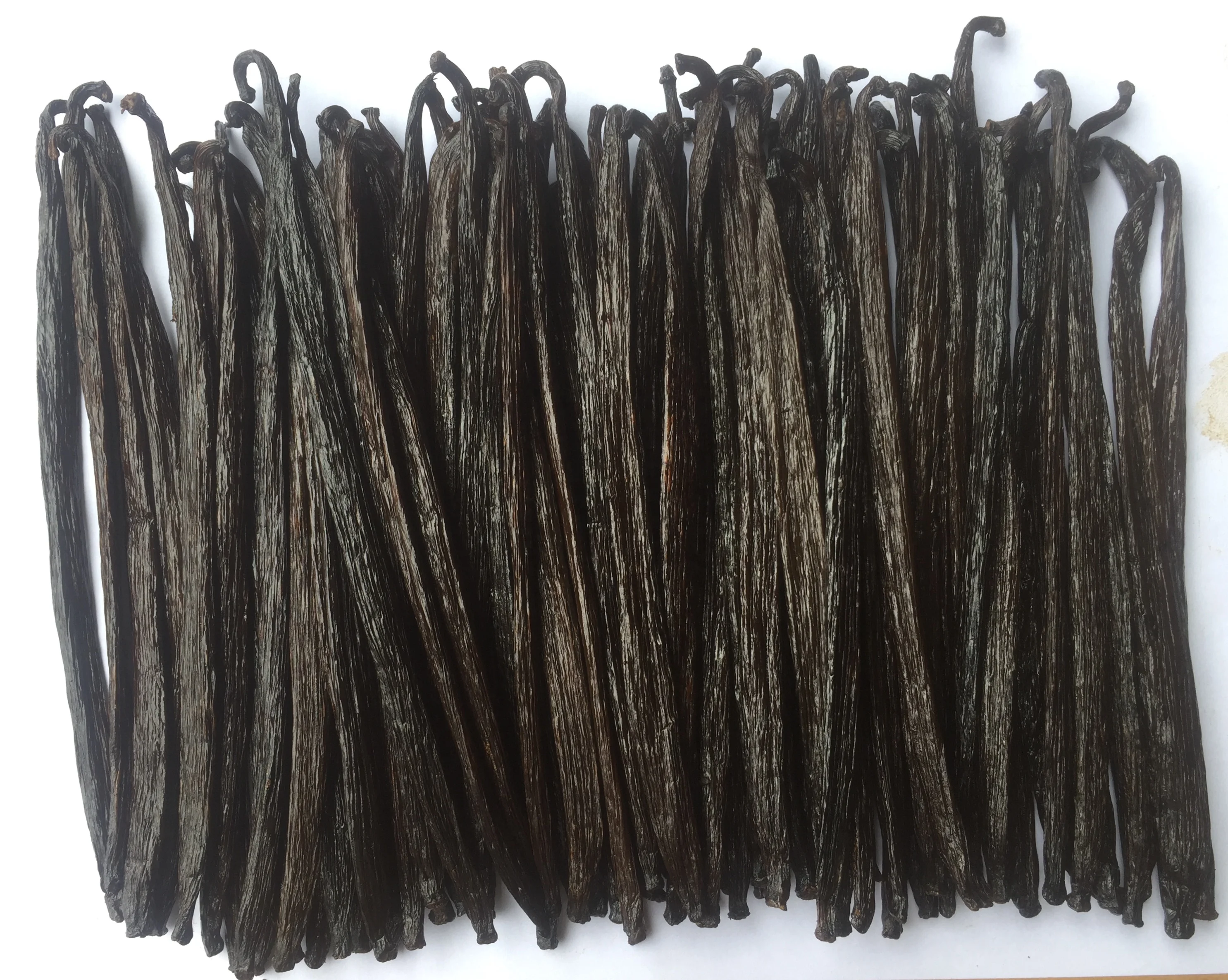 RENDAH TAHITENSIS GOURMET 20-22 CM VANILLA BEANS  Premium Quality Indonesian Hot Selling Vanilla Pods with Reasonable Best Price