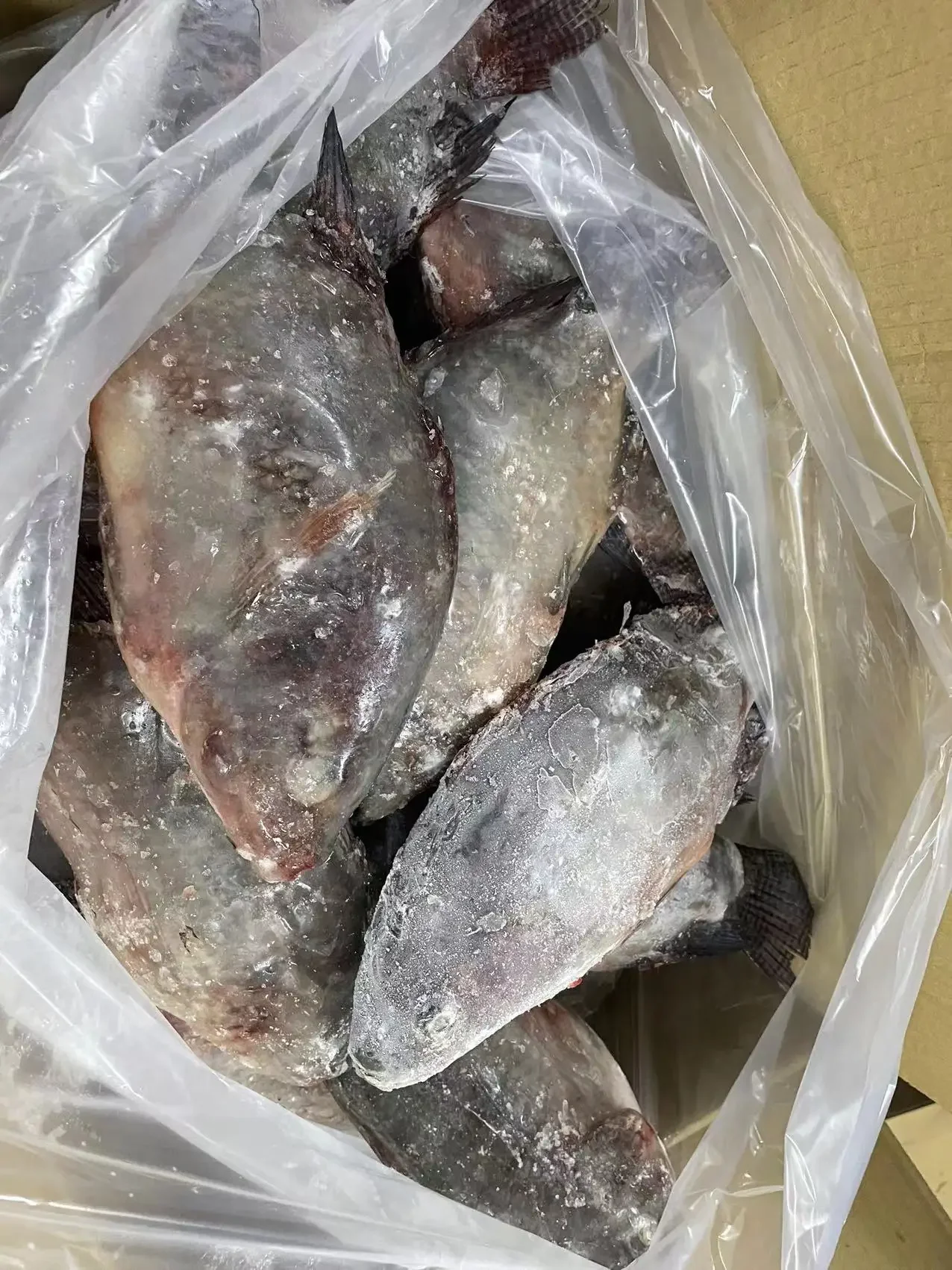 800g up IQF Frozen whole tilapia Wholesale price  tilapia fish