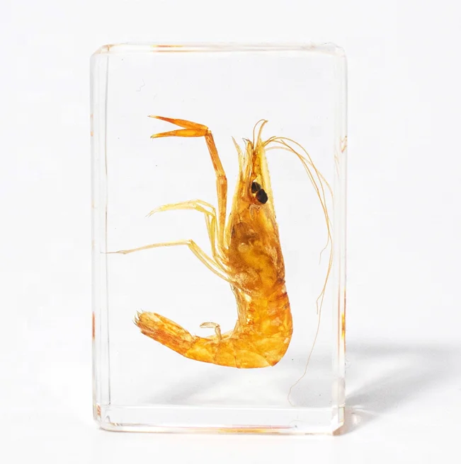 Wholesale Acrylic fish sea shell Educational Gifts Ocean Animal Collection resin epoxy Embedded Specimen wedding decor crafts