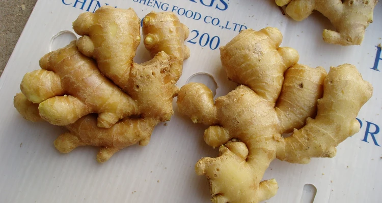 New fresh ginger for sale good price