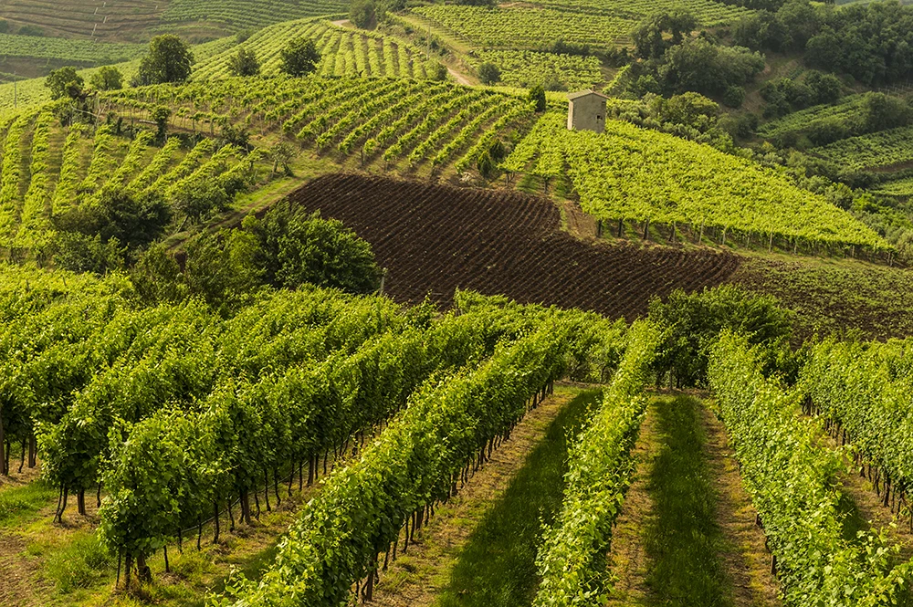 High Quality Valpolicella Doc Grade Ruby Red Wine Alcohol Content 11.5% Italian Classic Table Wine