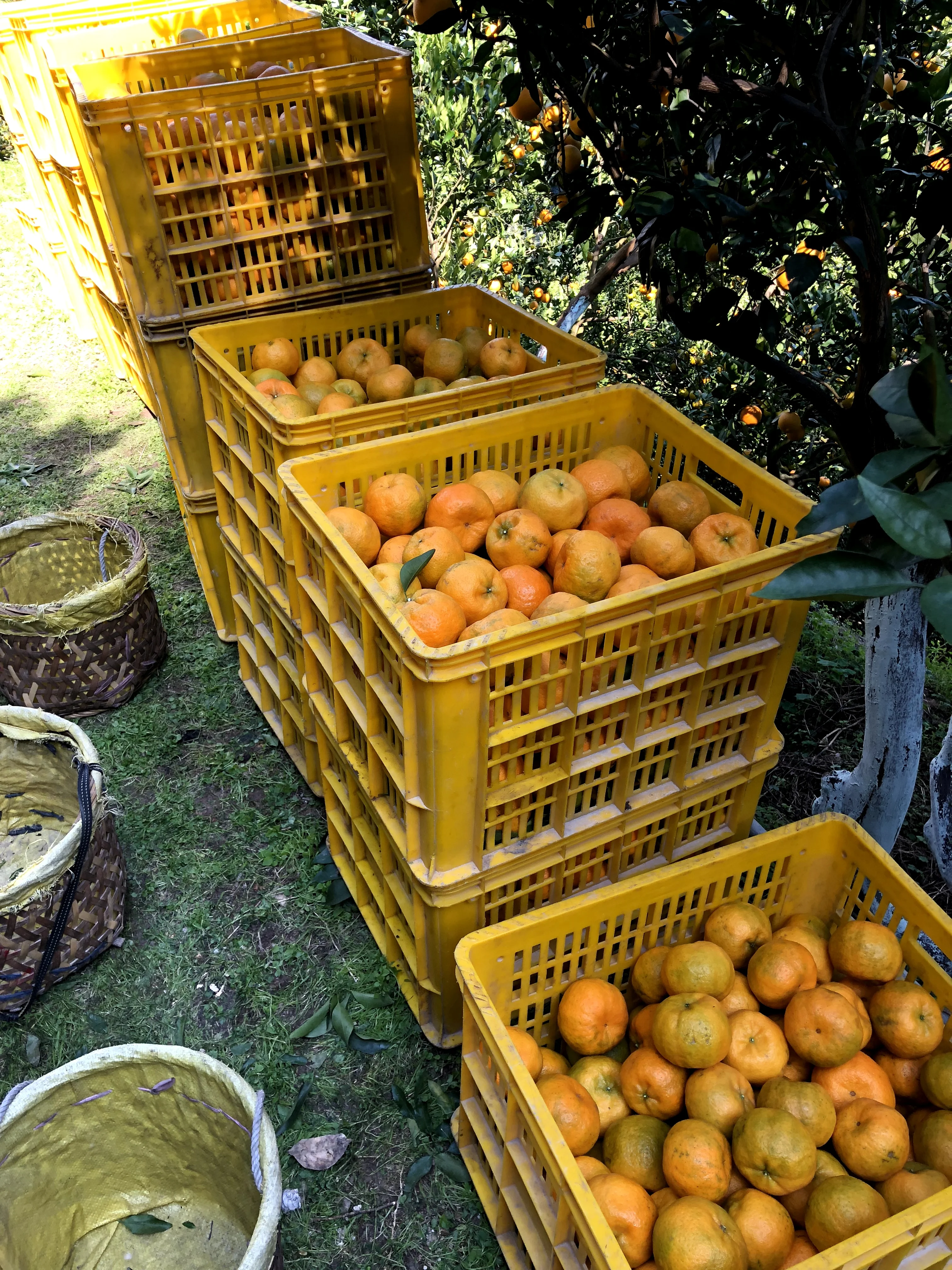Top quality fruit Mandarin Oranges from own orchards