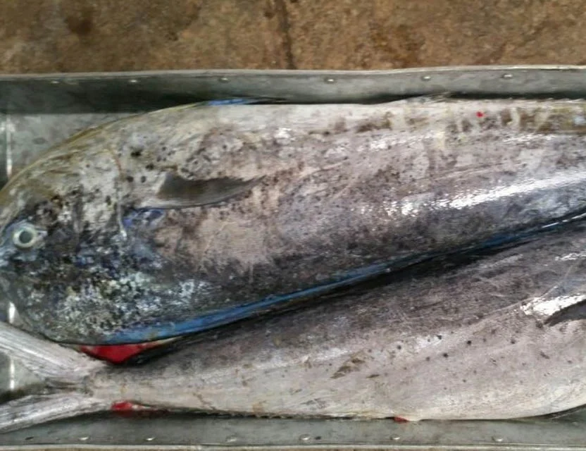 Whole Round Frozen Mahi Mahi Fish Sea Frozen
