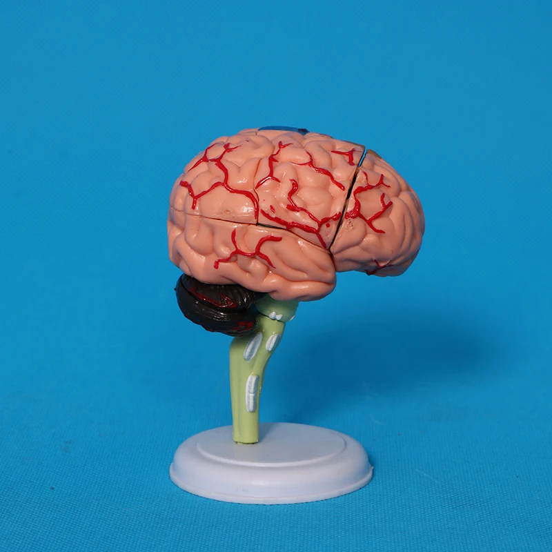 Factory human skeleton, skull, heart anatomical model, detachable brain model