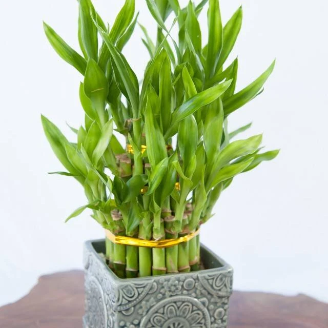 
Wholesale Thailand Fresh Cut Decor Lucky Bamboo Live Plant Nursery Indoor 
