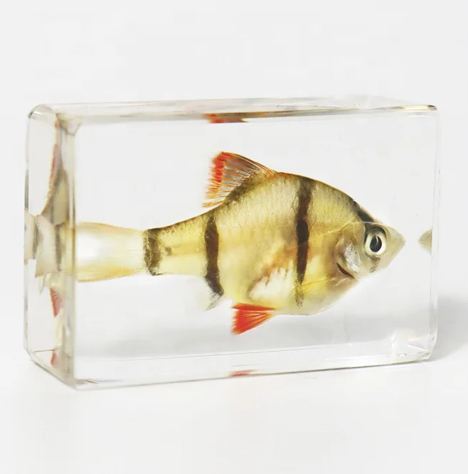 Wholesale Acrylic fish sea shell Educational Gifts Ocean Animal Collection resin epoxy Embedded Specimen wedding decor crafts