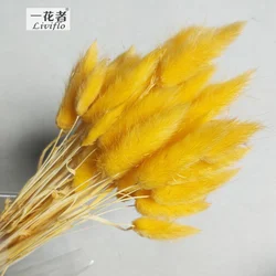 Material Dried Flowers Rabbit Tail Grass Bouquets Opp Bag Christmas Decorative Flowers & Wreaths Long Lasting 50 Sticks / Bunch