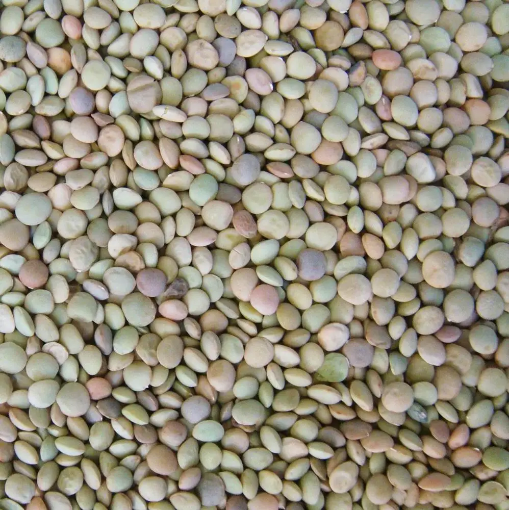 
Crop2020 price of Chinese Lentils 