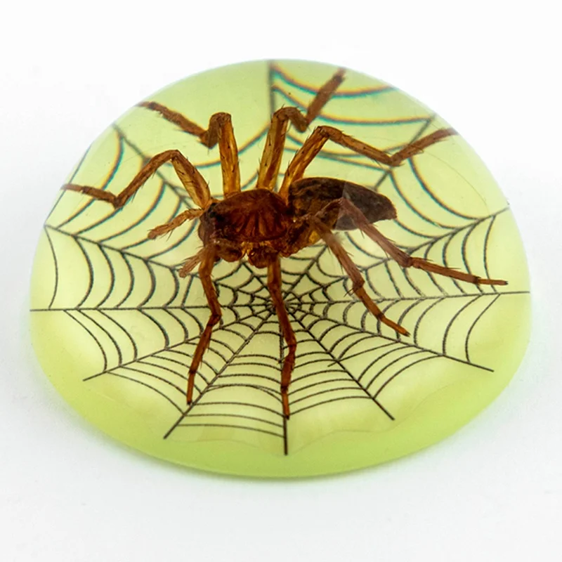 natural real spider insects animals resin desk decor hemisphere dome shape luminous custom ornaments insects resin crafts