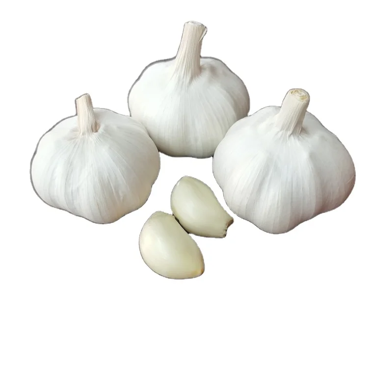 
best selling garlic seed for planting 