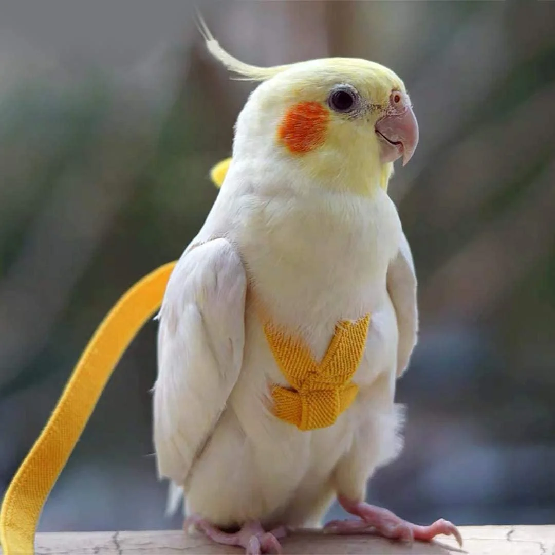 Adjustable Parrot Bird Harness Outdoor Flying Rope for Cockatiel Small Birds Cockatiel Monk Parakeet Conure Crested Myna