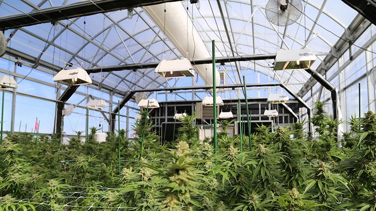 Skyplant Commercial tunnel agricultural Black out Curtain Greenhouse