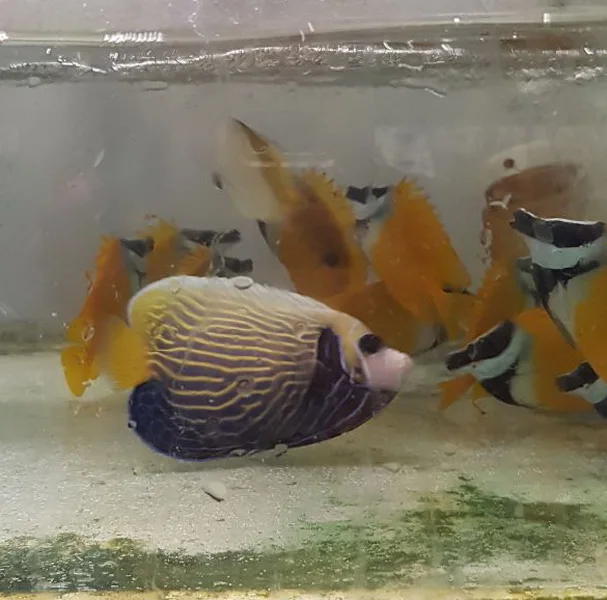 High Quality Varies Colours Live Marine Aquarium Fish For Home Decoration And Hobby