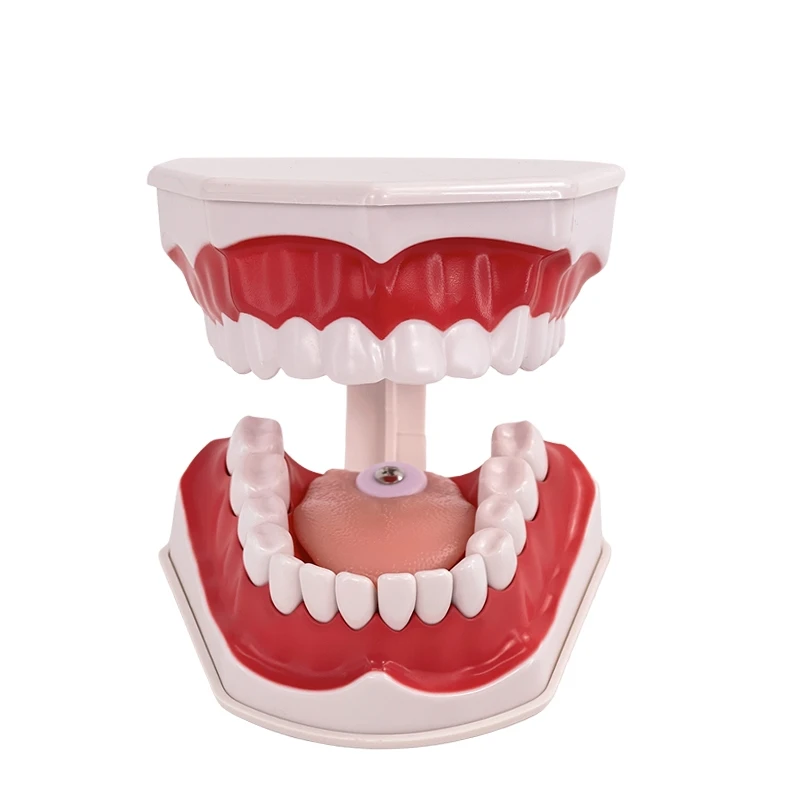 OEM oral model dental anatomy dental preparation exercise removable for teaching