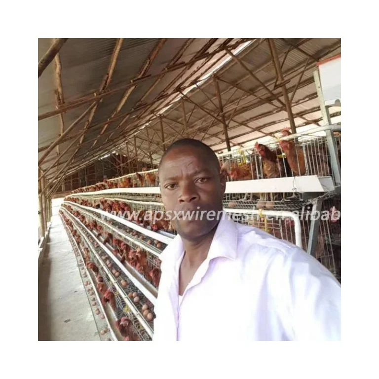 SHUXIN A type 160 chickens 4 Tiers 5 doors Q235 steel wire egg laying for Chicken  Farming Equipment