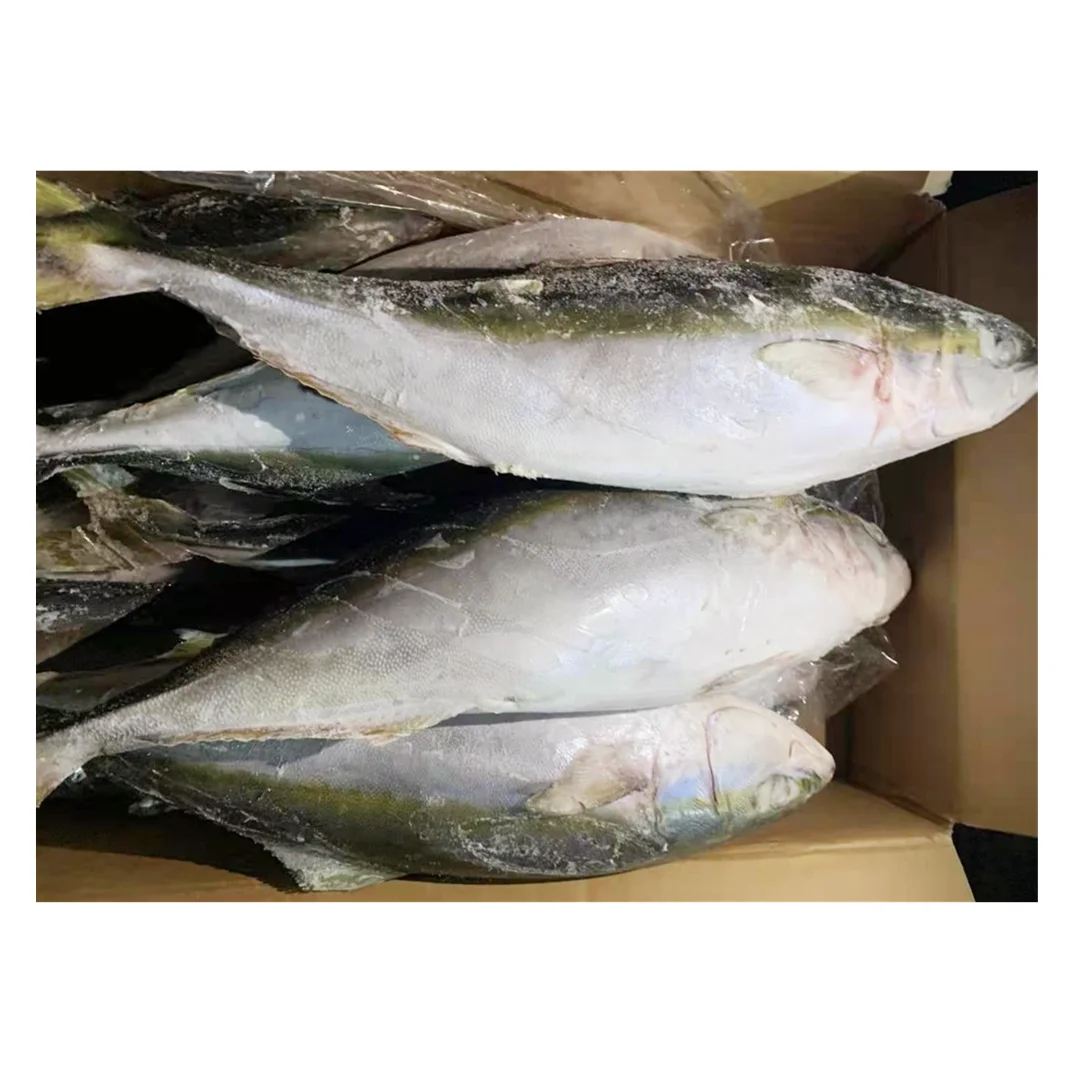 Frozen IQF yellow tail scad fish price Mackerel seafood for sale