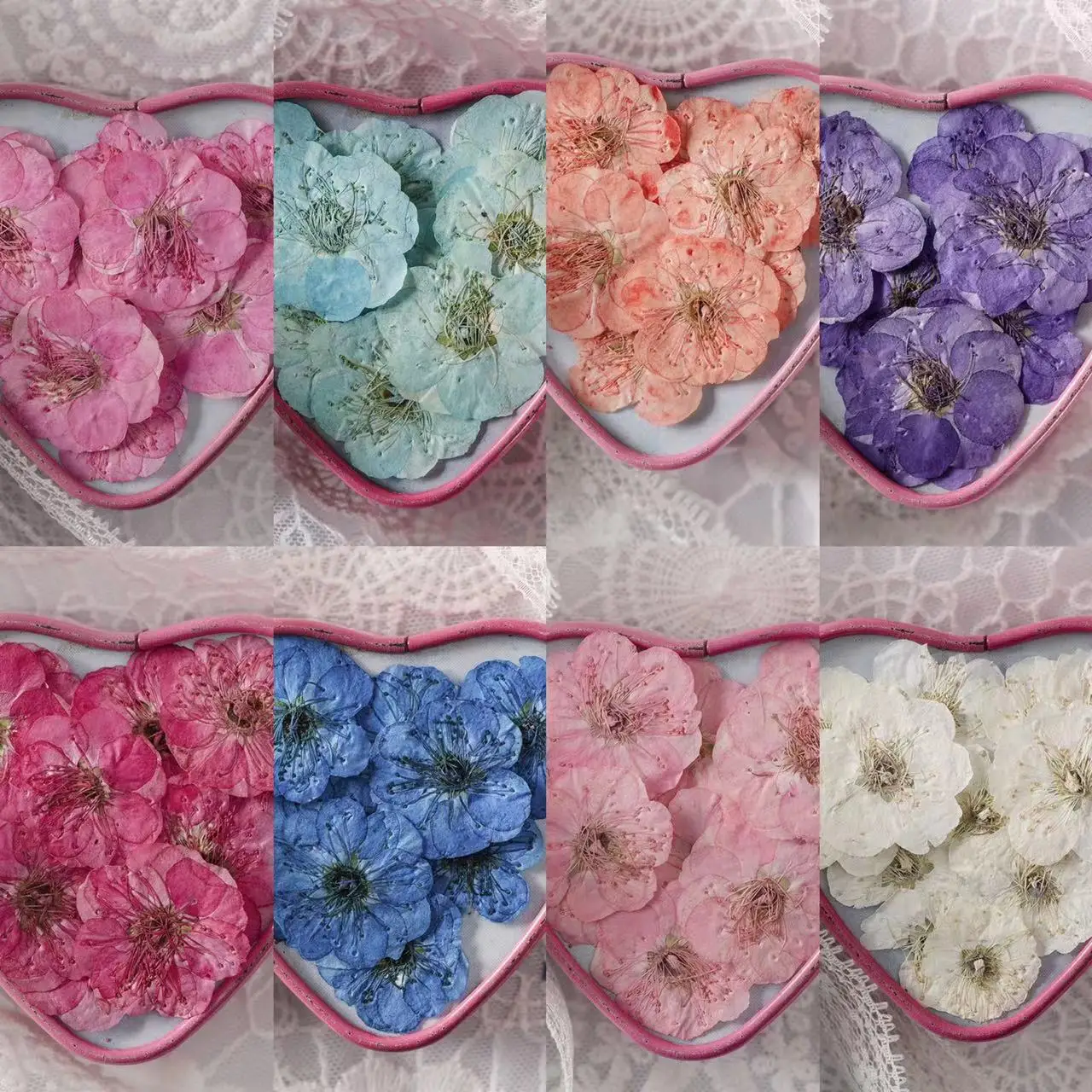 Real Dried Pressed Flowers, Plum blossom