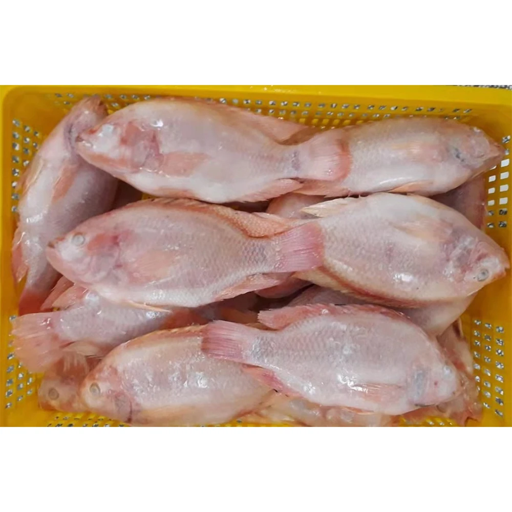 China red tilapia wgs frozen red tilapia gs frozen red tilapia whole