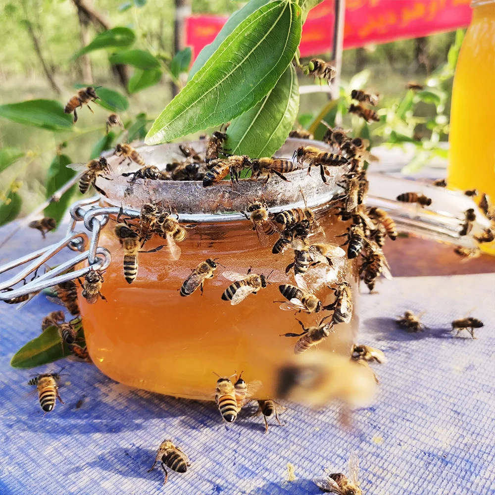 290KG  Plastic Gallon  Chinese Sider Honey  For bulk Natural Honey