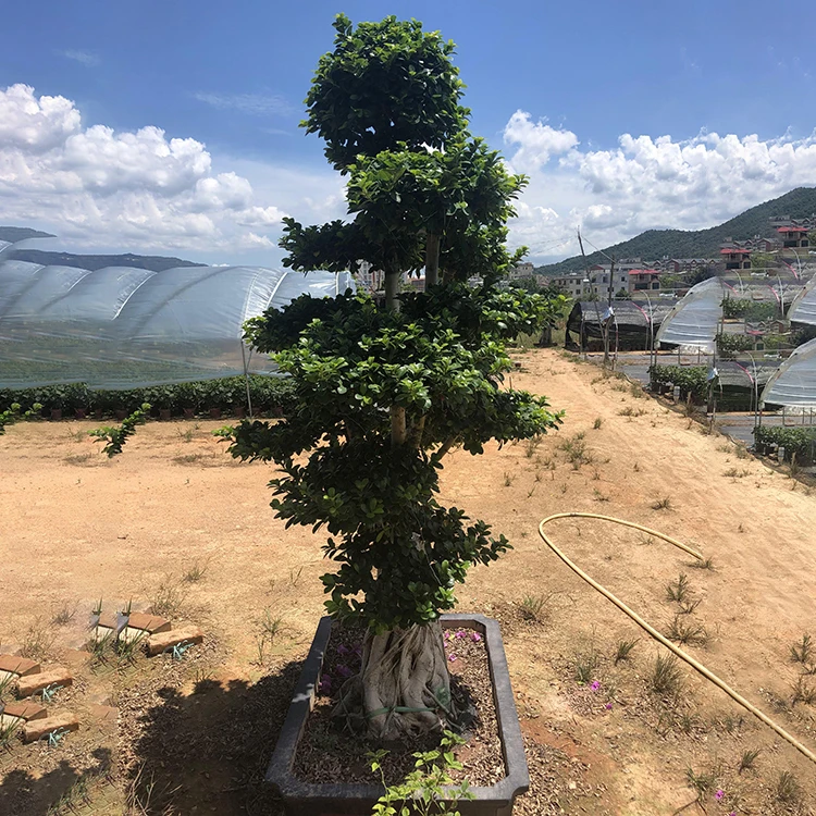 
natural good quality plante ficus racemosa audrey 