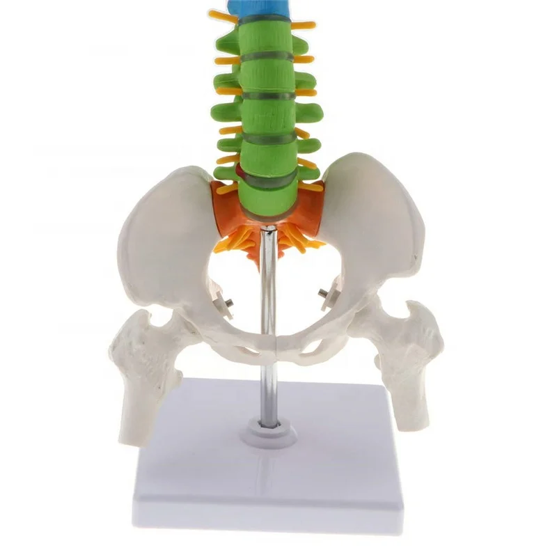 85cm Colored Medical Anatomical Super Flexible Spine Model YJ715