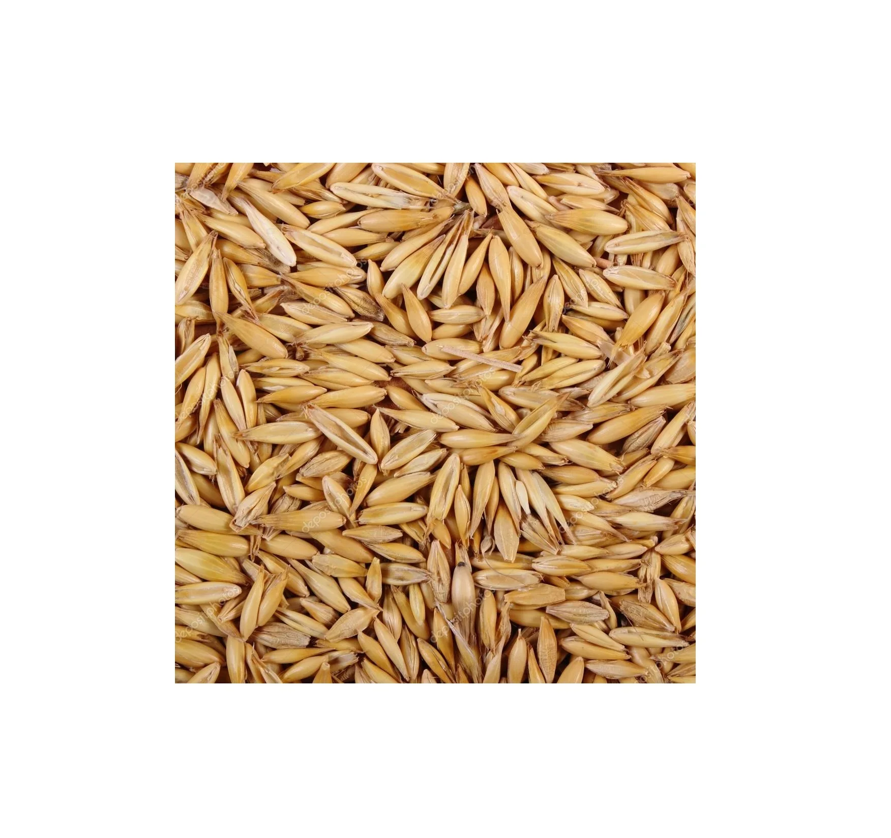 
High Quality Hot Seller Ukraine Original bulk yellow oats seeds for sale 